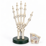 Human Hand Joint Model with Ligaments